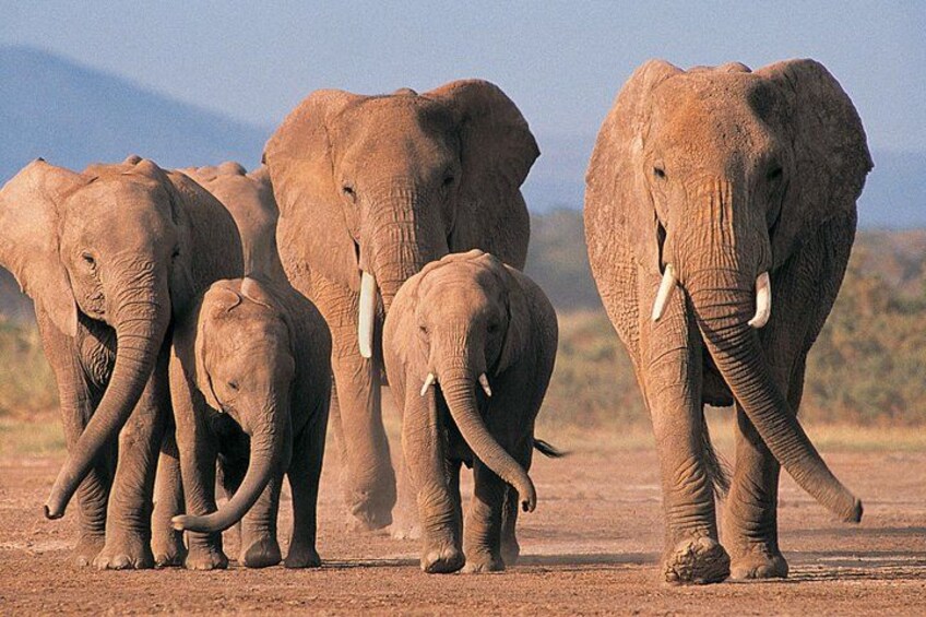 A group of elephants walking on a dirt path in a dry, open landscape. 3