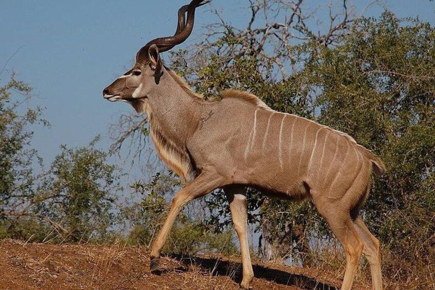 A kudu antelope in a natural landscape with sparse vegetation and trees. 2
