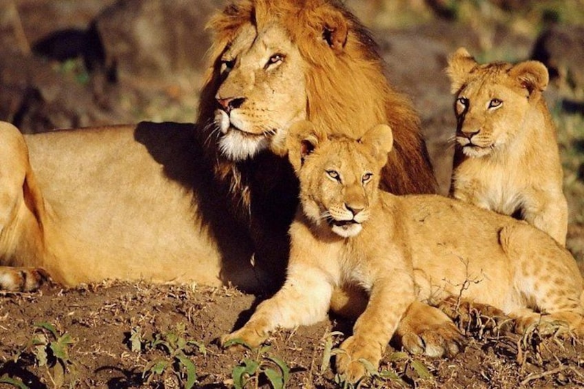 A lion with cubs in a natural setting. 4