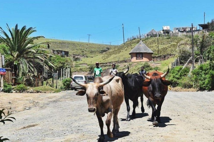 Garden Route Durban to Cape Town via Addo National Park - 7 Days 4