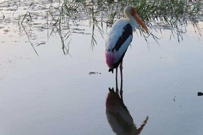 En stork står i vandet med sit spejlbillede. 2