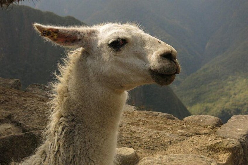 A llama with a tag on its ear, standing on rocky terrain with a mountainous background. 2