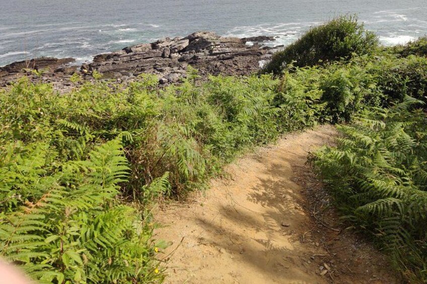 A coastal path with ferns and a rocky shoreline. 3