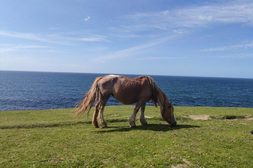 A horse grazing on grass near a body of water. 2