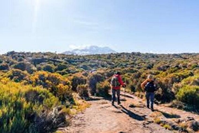 Een wandelpad met wandelaars, omringd door dichte struikgewas en een berg op de achtergrond. 5