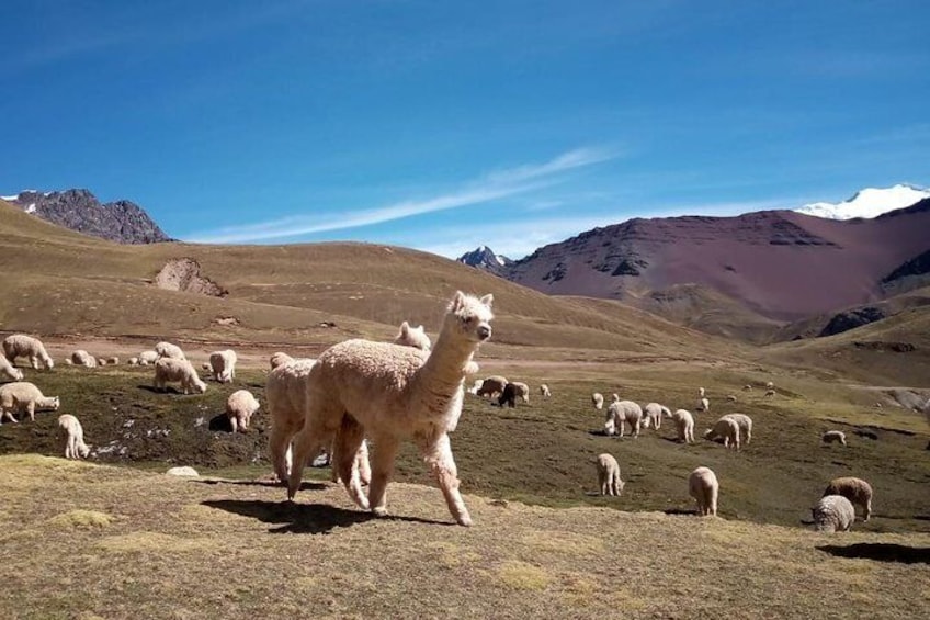 Una llama de pie entre un rebaño de ovejas en un paisaje montañoso. 5