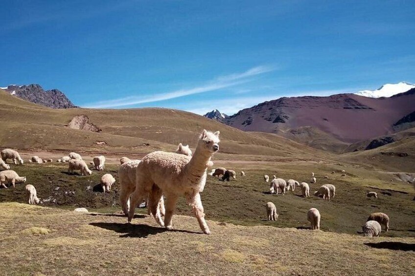 alpacas along the way to get rainbow mountain way. 5