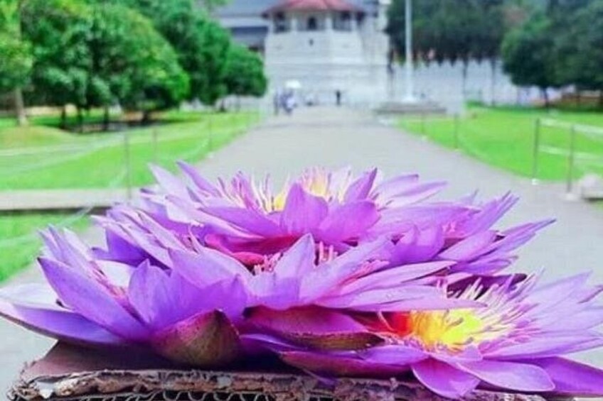 Una flor de loto púrpura sobre un banco, con un sendero que lleva a un edificio blanco al fondo. 3