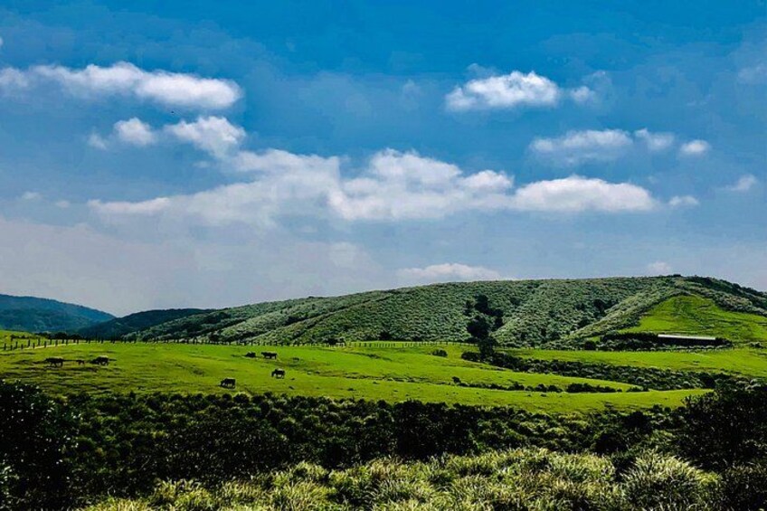 Yangmingshan Qingtiangang Herd 4
