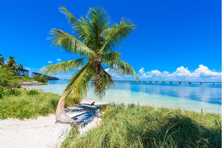 Une plage avec un palmier, une eau d’un bleu limpide et un pont en arrière-plan. 5