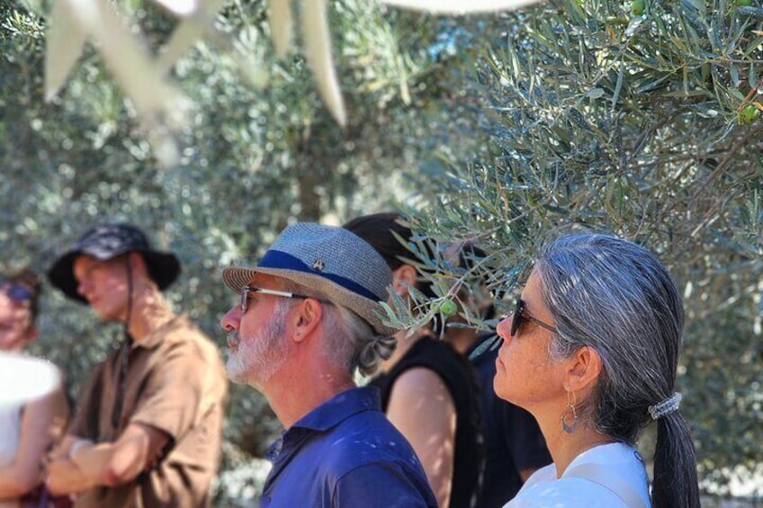 A group of people standing outdoors, some wearing hats, with olive trees in the background. 4