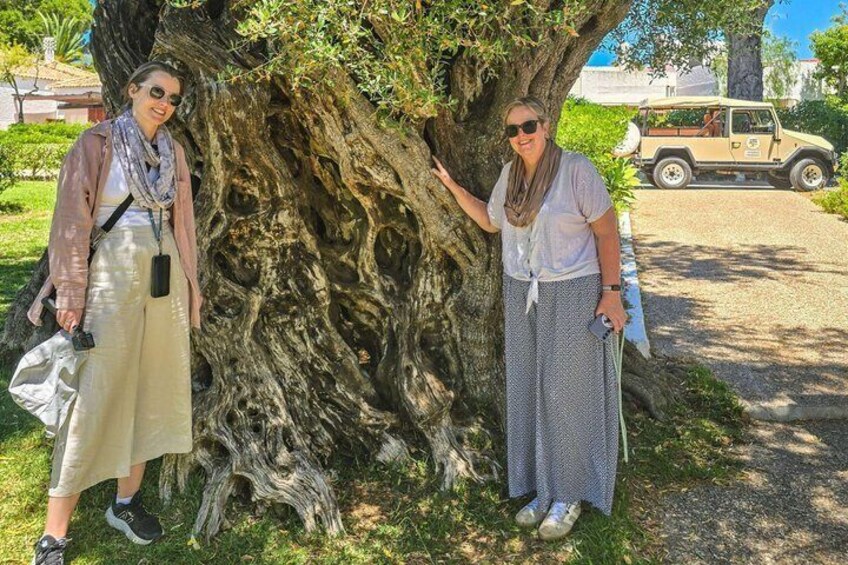 The Liquid Gold Route Jeep & Olive Grove 2,000 - Year History 1