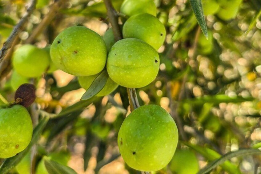 The Liquid Gold Route Jeep & Olive Grove 2,000 - Year History 2