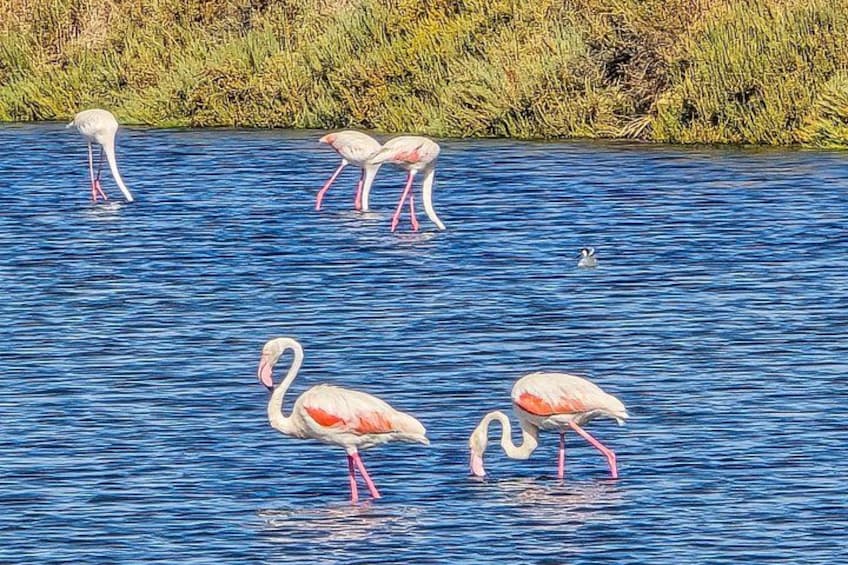 Des flamants roses pataugent dans une étendue d’eau, avec une rive herbeuse en arrière-plan. 3