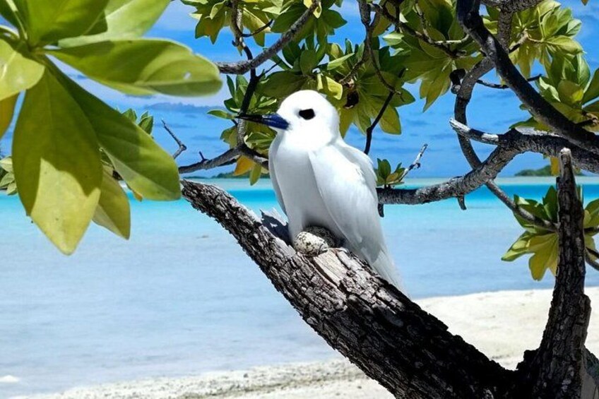 Un uccello bianco appollaiato su un ramo d'albero, con l'oceano blu intenso e una spiaggia sabbiosa sullo sfondo. 2