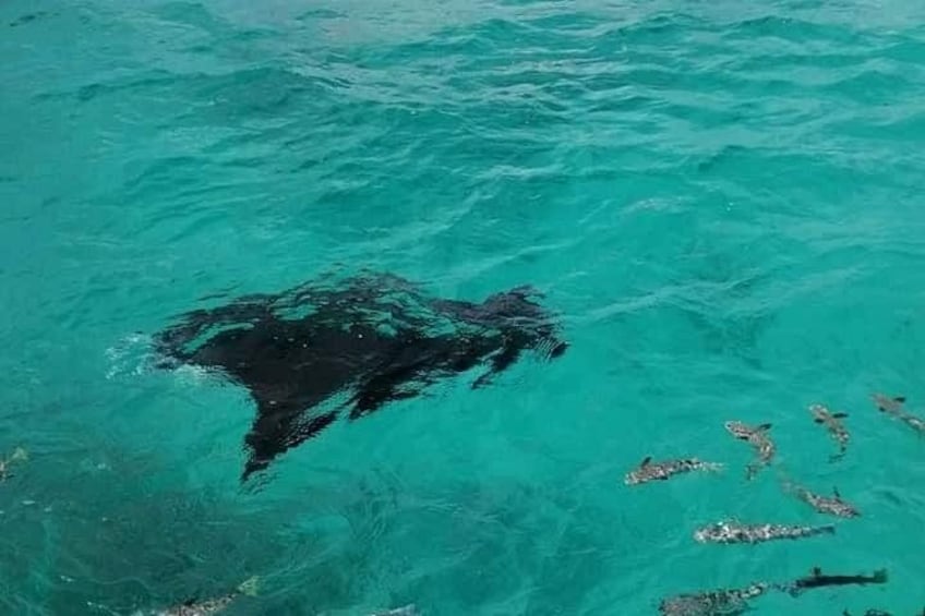 Un grand objet noir flottant dans une eau turquoise. 4