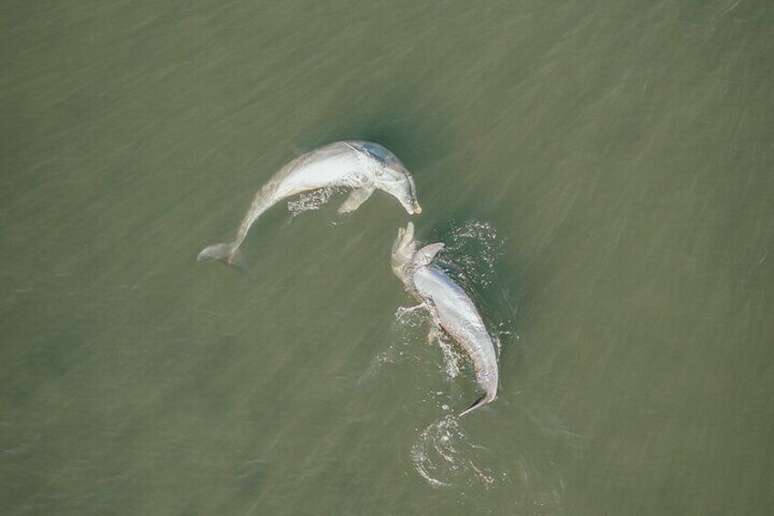 Two dolphins leaping out of the water. 2