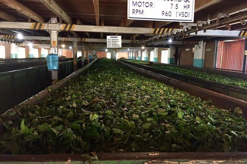 A conveyor belt system in a facility with green foliage, a motor and RPM sign, and a ventilation unit. 4