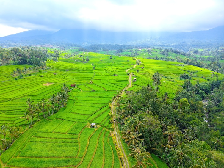 Bali UNESCO Jatiluwih Batukaru Mountain Nature's Best Tour 3