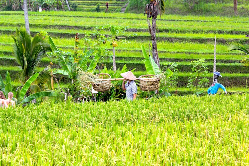 Bali UNESCO Jatiluwih Batukaru Mountain Nature's Best Tour 1