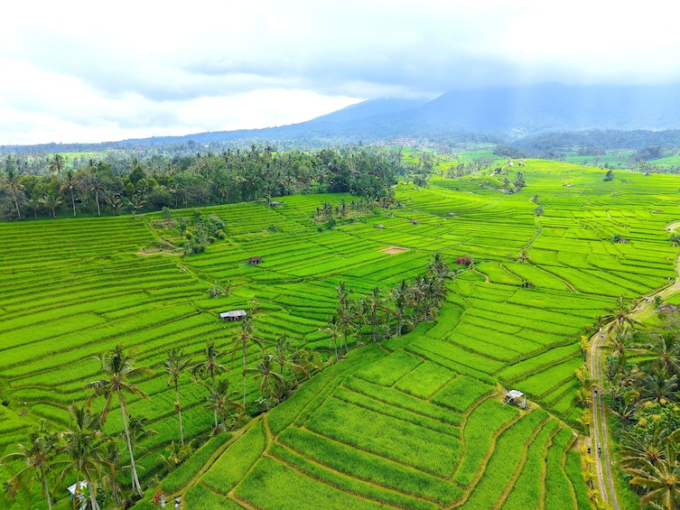 Bali UNESCO Jatiluwih Batukaru Mountain Nature's Best Tour 2