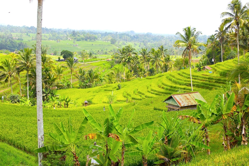 Bali UNESCO Jatiluwih Batukaru Mountain Nature's Best Tour 4