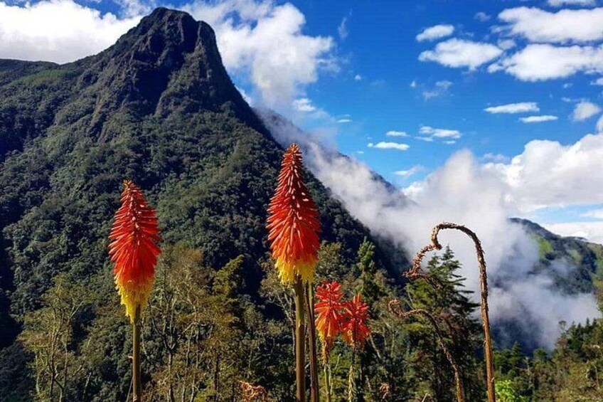 Tour Cocora Valley hummingbird circuit 1