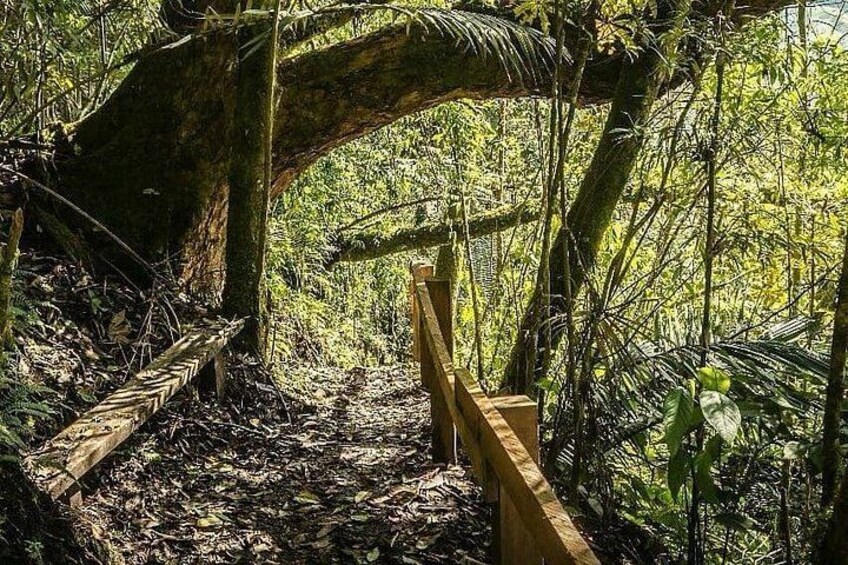 Tour Cocora Valley hummingbird circuit 4