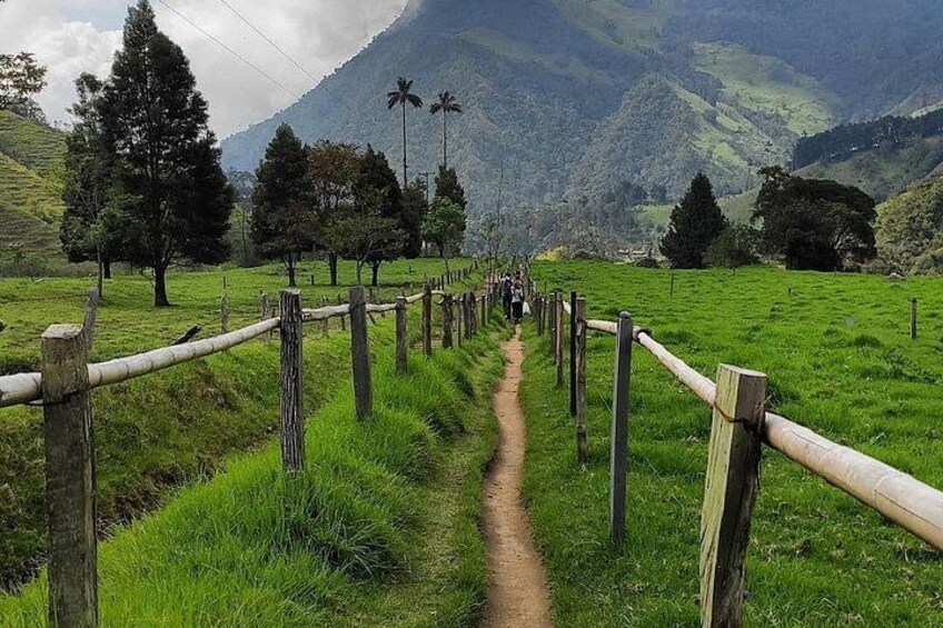 Tour Cocora Valley hummingbird circuit 3