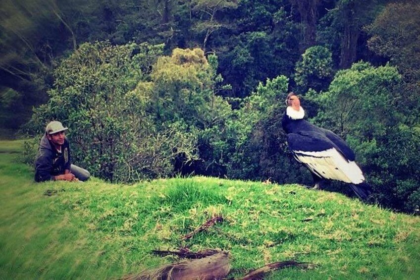 Tour Cocora Valley hummingbird circuit 5