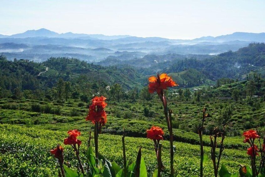 Day Tour of Nuwara Eliya