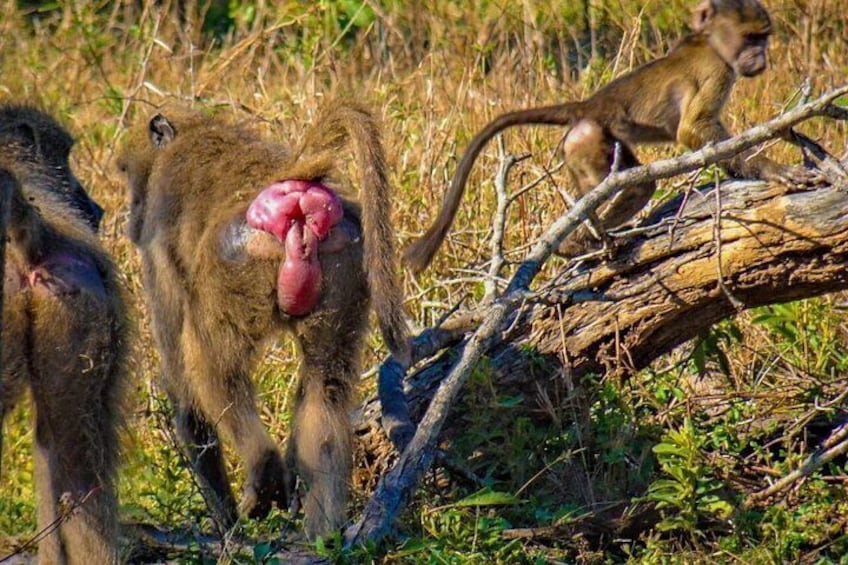 Monkeys in a natural setting with a fallen tree and dry grass. 5