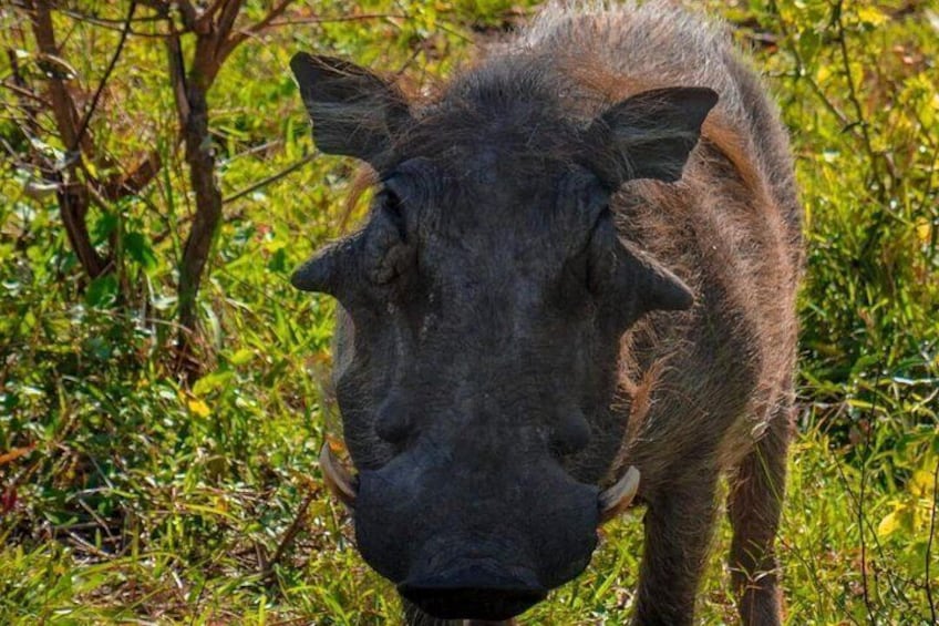 A wild boar in a natural setting with green foliage and trees in the background. 2