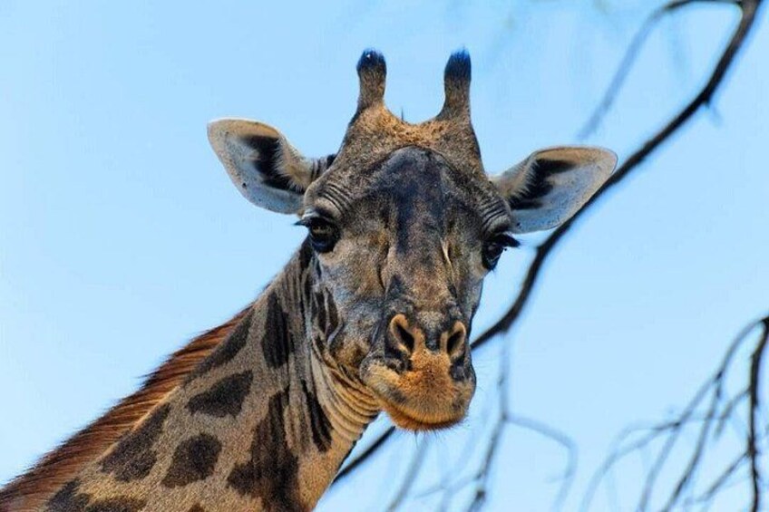 A giraffe with a patterned coat and long neck. 1