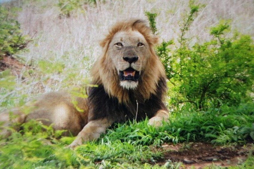 A lion lying in grass with a backdrop of greenery and a rocky wall. 4