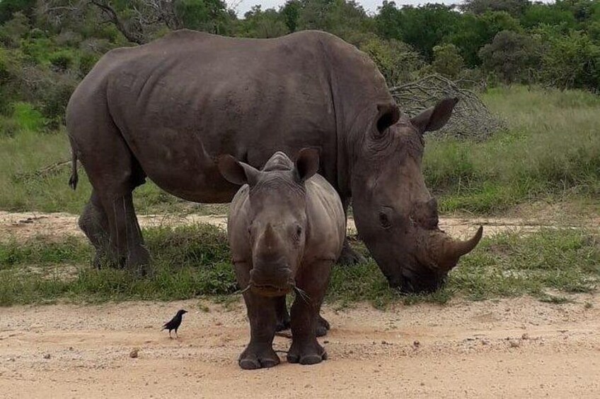 A rhinoceros and a calf in a natural setting with sparse vegetation and a bird nearby. 3