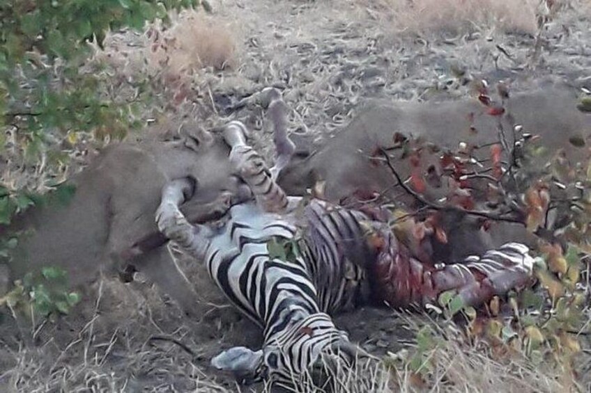 A zebra lying on the ground, partially buried in dirt, with sparse vegetation around. 2