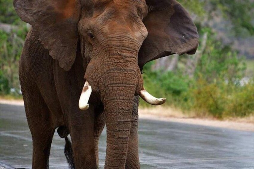 An elephant standing in water with tusks visible. 5