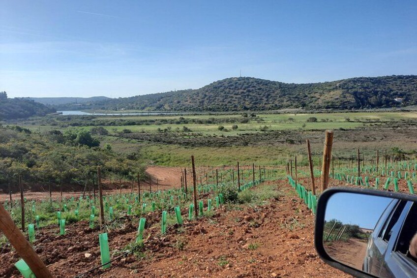 Arvad Winery 3