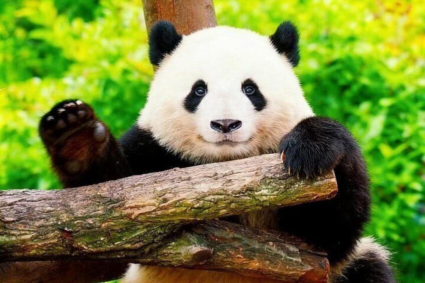 A panda resting on a tree branch with lush green foliage in the background. 2