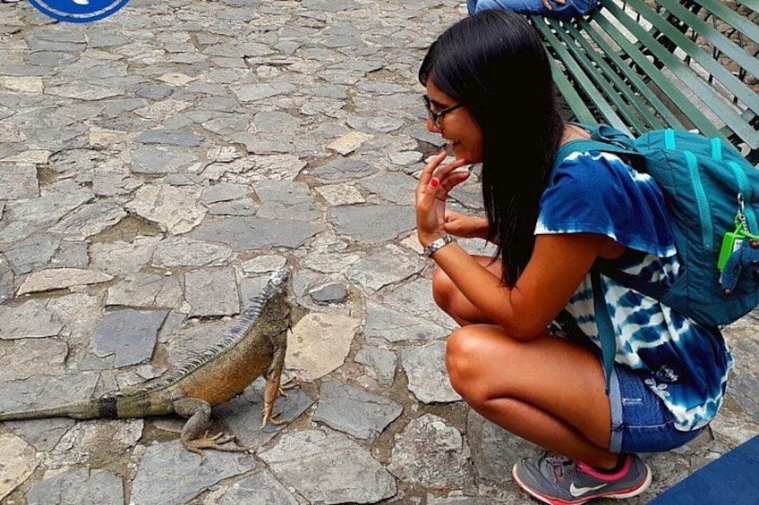 Guayaquil - face to face with the iguanas of the Seminario park 4