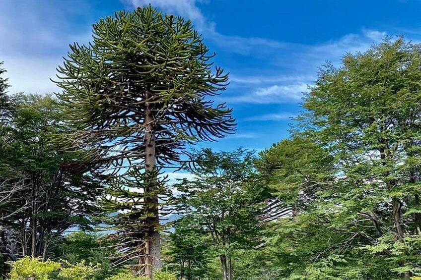 Araucaria Forest 2