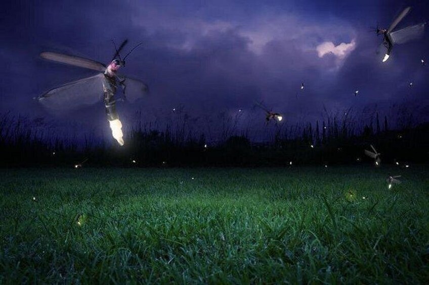 FireFlies 1