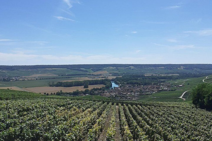 Vineyards of the Marne Valley 3