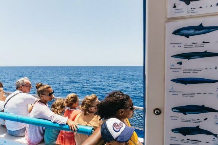 Dolphin and Whale Cruise in Puerto Rico, Gran Canaria 4