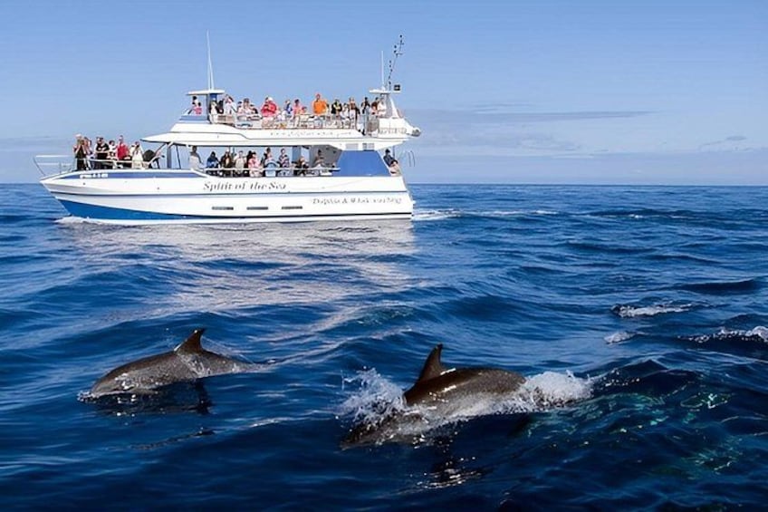 Dolphin and Whale Cruise in Puerto Rico, Gran Canaria 1