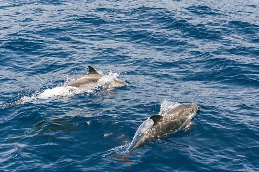 Dolphin and Whale Cruise in Puerto Rico, Gran Canaria 3