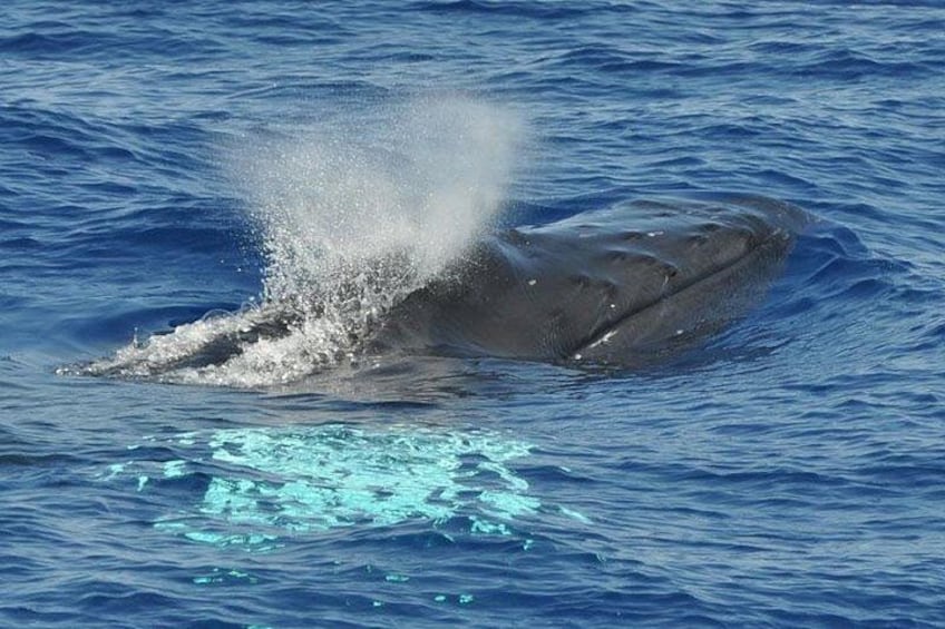 Een walvis springt uit het water, waarbij spetters rondom opwaaien. 5