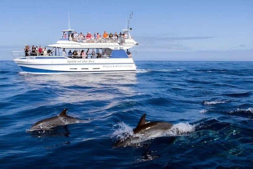 Un barco con pasajeros y delfines nadando cerca. 1