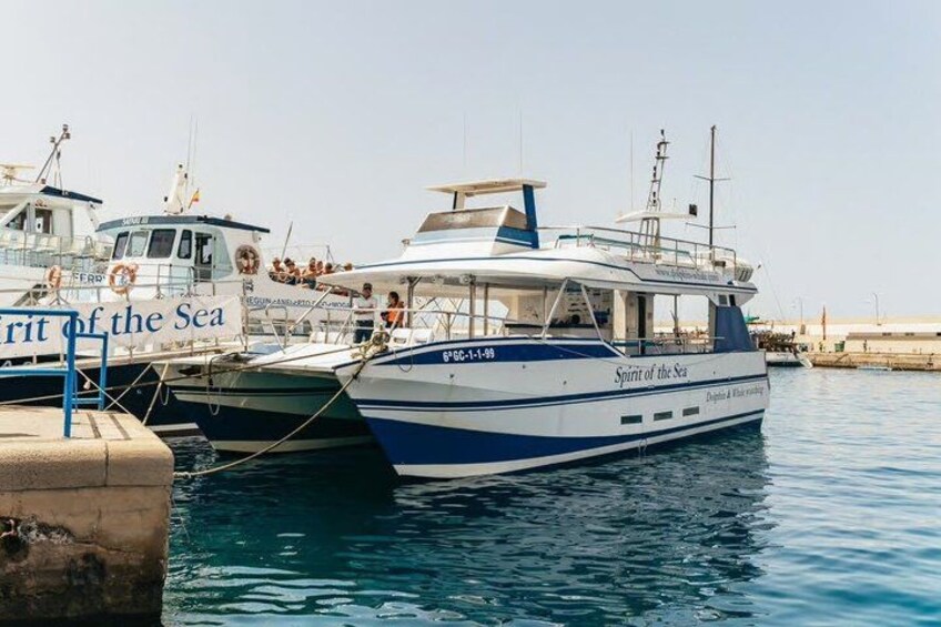 Dolphin and Whale Cruise in Puerto Rico, Gran Canaria 5